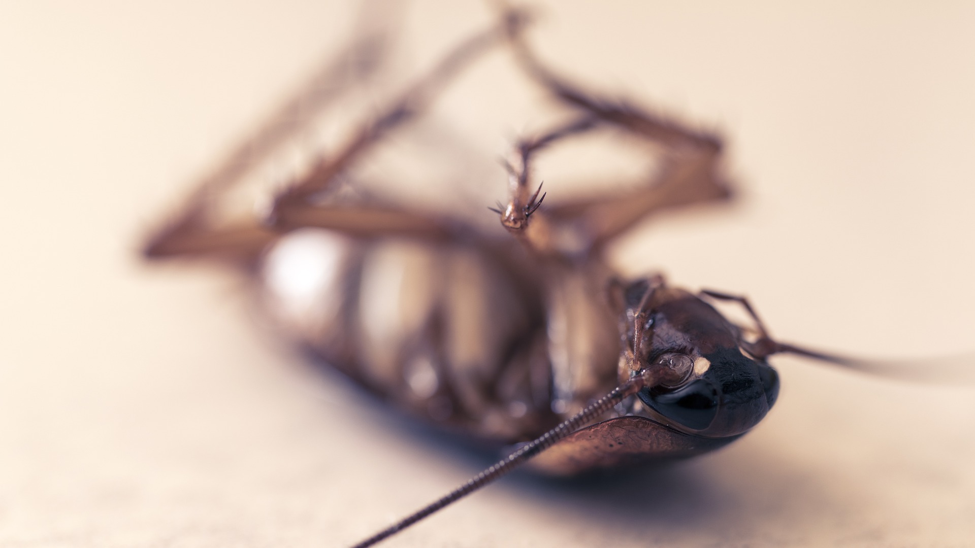 cockroach infestations